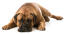 Een typische houding van een volwassen bullmastiff