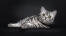 Schattige britse korthaar zilver tabby kat liggend tegen een donkere achtergrond