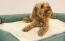 Een kleine bruine hond op een groen traagschuim bolsterbed met een crèmekleurige pluche deken erop