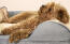 Een kleine bruine hond die slaapt op een grijs bolsterbed met een crèmekleurige pluchen deken erop