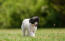 Een schattige, kleine chinese kuif puppy, wandelend over het gras