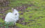 EenGokonijn met een ongelooflijke witte vacht en pluizige oren