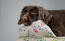 Een cocker spaniel rustend in de ochtend weide bolster hondenbed