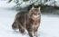 Siberische kat in de Snow