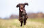 Field-spaniel-running