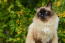 Knappe balinese kat met struiken op de achtergrond
