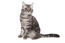 Een mooie amerikaanse korthaar kat met een gemarmerde tabby vacht