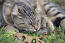 Een grote hooglander kat met gekrulde oren en polydactyle poten