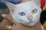Een mooie khao manee kat met één geel oog en één blauw oog