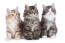 Drie mooie noorse boskat kittens