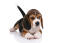 Een mooie beagle puppy die probeert stil te liggen