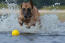 Een krachtige belgische herdershond (malinois) plonst in het water