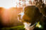 Een close up van de korte neus en de dikke, donkere vacht van een berner sennenhond