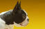 Een close up van de boston terrier's typische stompe neus en grote ogen en oren