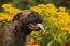 Een close up van de naar achter geduwde oren en korte neus van een bullmastiff