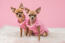 Twee GorGeous chihuahuas gekleed in roze