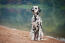 Een gehoorzame mannelijke dalmatiër die netjes zit te wachten op een commando