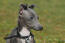 Een mooie kleine grijze italiaanse windhond met zijn oren gespitst