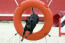 Een gezonde manchester terrier springt door een hoepel op een behendigheidsparcours