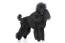 Een zwarte volwassen dwergpoedel met een mooie traditioneel poedel-gekapte vacht