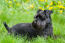 Een mooie, zwarte miniatuur schnauzer liggend in het gras
