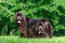 Twee prachtige volwassen newfoundlands, samen rustend in het gras