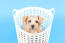 Een gezonde, jonge norfolk terrier pup, zittend in een wasmand