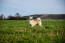 Een noorse buhund die hoog in het gras staat, pronkend met zijn grote borstelige staart