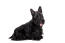 Een lieve, kleine volwassen scottish terrier met een lange zwarte vacht en spitse oren