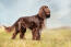 Field-spaniel-buiten