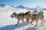 Groenland-hondensleeën