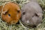 Twee teddy cavia's zitten samen in hun bedding