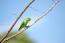 Het prachtige groene verenpatroon van een blauwvleugel papagaai