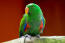 Een eclectus papegaai die zijn mooie, rode en groene borstveren laat zien