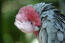 Een close up van een rose breasted galah