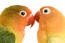 Een close up van twee perzikkleurige parkieten met hun mooie ogen en rode snavels