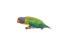 De prachtige groene vleugelveren van een pruimenkop parkiet