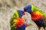 Twee regenbooglori's pronken met hun ongelooflijke kleurpatronen