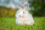 De mooie dikke pluizige vacht van eenGora konijn