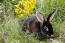De mooie lange witte oren van een zwart rex konijn