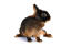 Een mooi jong bruin konijn met een ongelooflijke donkerbruine vacht en korte oren