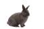 Een vienna konijn met mooie houtskool vacht