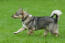 Zweedse-vallhund-run