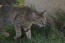 Arabische mau kat jagend in het gras
