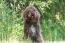 Barbet hond met een mooie gekrulde vacht op het platteland