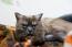 Britse korthaar rook kat kijkt uit een deken