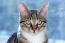 DraGon li kattenportret met intense ogen