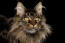 Close up van maine coon kat met intense uitdrukking