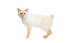 Mekong bobtail colourpoint kat tegen een witte achtergrond