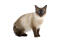 Jonge balinese kat tegen een witte achtergrond